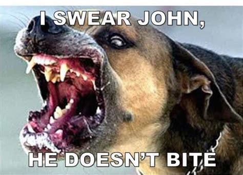 30 Best Angry Dog Memes