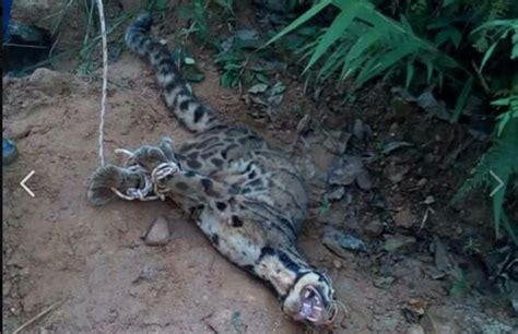 Anjing liar mungkin saja peliharaan seseorang yang hilang atau ditelantarkan, dan tidak terbiasa hidup di jalanan. Harimau Dahan Disangka Musang Baham Anjing - MYNEWSHUB