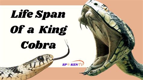 Life Span Of A King Cobra Facts About King Cobra Snake Youtube