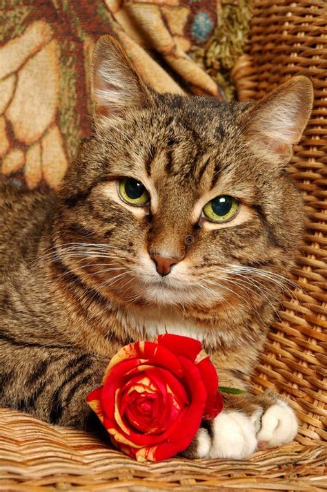 Cat With Red Rose Stock Image Image Of Comfort Feline 491047