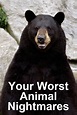 Your Worst Animal Nightmares - Alchetron, the free social encyclopedia