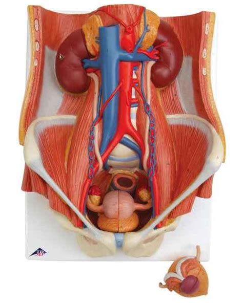 Human Urinary Models Urinary System Anatomical Models