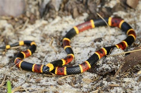 4 Snakes That Look Like Coral Snakes With Pictures Pet Keen