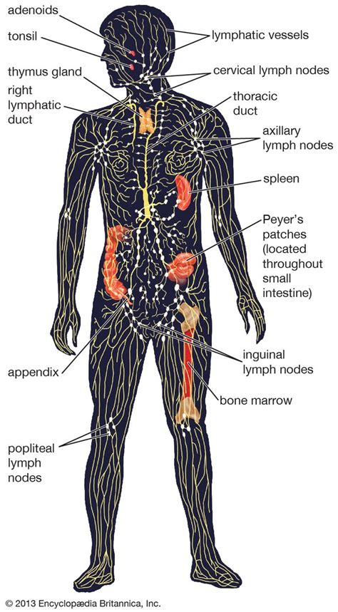 Schematic Diagram Of Lymphatic System