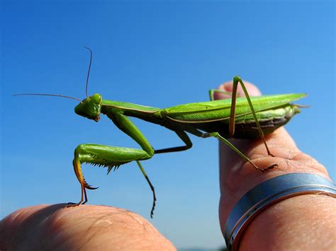 Gambar Sayap Hijau Serangga Fauna Invertebrata Merapatkan Mantis Belalang Fotografi