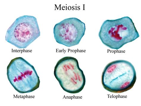 Biología Meiosis 1