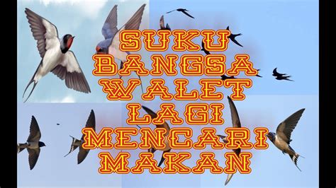 Find the reviews and ratings to know better. Suku Bangsa Burung Walet mencari Makan - YouTube