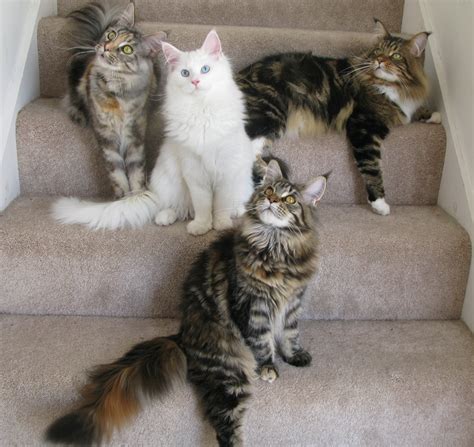 Hello and welcome to eurocoons maine coon cattery! Maine Coon Cat Breeders Texas