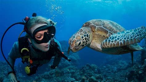 Guided Dives On The Great Barrier Reef For Certified Divers Passions Of Paradise Cairns