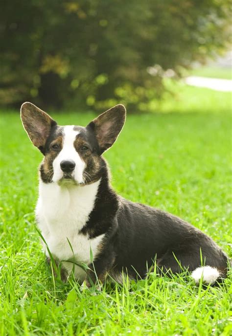 The Cardigan Welsh Corgi What Is It Top Lap Dogs