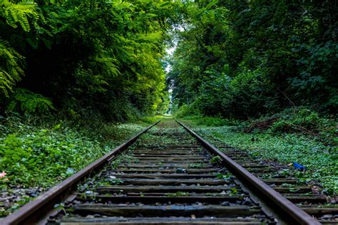 Free Images Tree Nature Forest Outdoor Track Railroad Sunlight