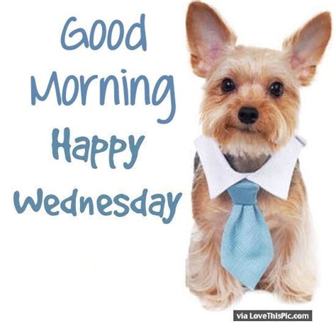 Cute Good Morning Happy Wednesday Puppy Good Morning Wednesday Cute