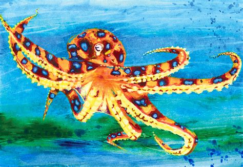 Blue Ringed Octopus Painting Octopus Painting Octopus Painting