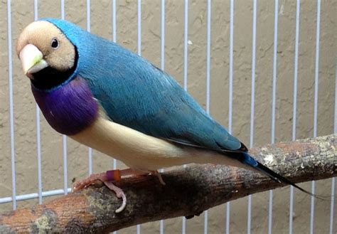 Gouldian Finch Facts As Pets Care Feeding Behavior Price