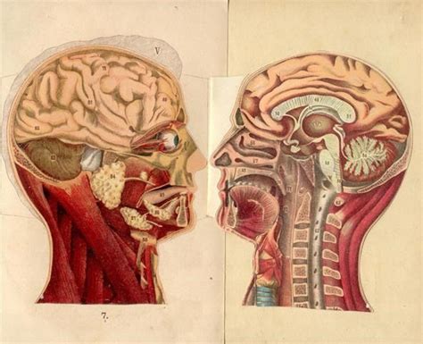 Dissecting A Human Head Through Anatomical Illustrations Science
