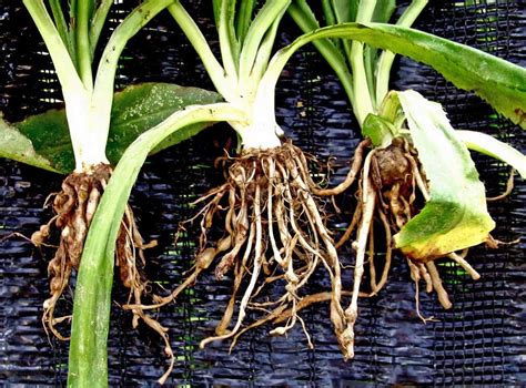 How To Control Root Knot Nematodes In Your Garden Gardener S Path