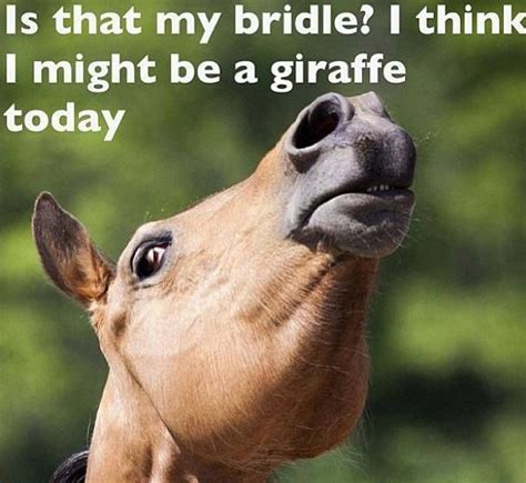 Thats Why I Love Shetland Ponies Funny Horses Horse Quotes Funny