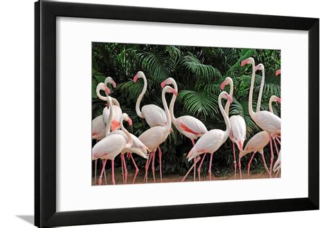 Group Of Pink Flamingos Framed Print Wall Art By Panda3800 Sold By Art