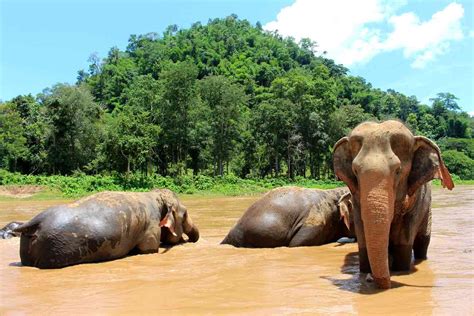 Best Elephant And Wildlife Sanctuaries In Thailand