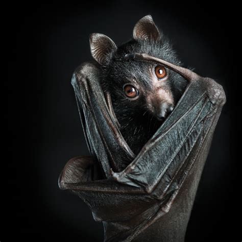 Dramatic Wild Animal Portraits Ken Drakes How To