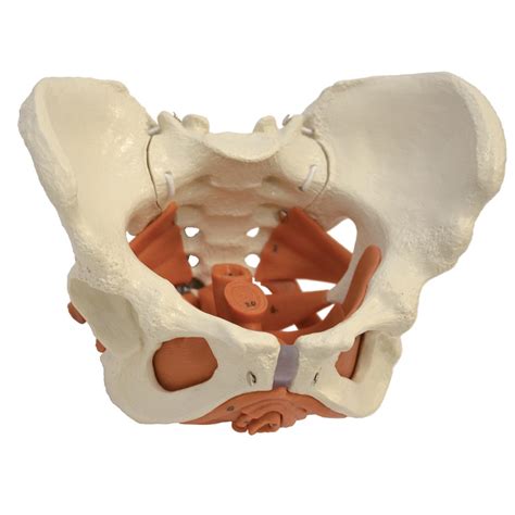 Female Pelvis With Pelvic Floor Musculature 1019420 A276 Modelos