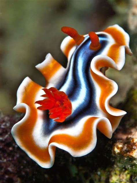 Nudibranch By David Benz A Nudibranch Is A Member Of Nudibranchia A