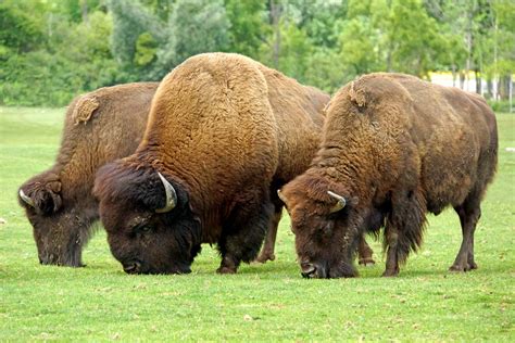 Bison Size Population Diet And Facts Britannica