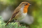 List of Common British Birds With Pictures & Facts For Kids & Adults