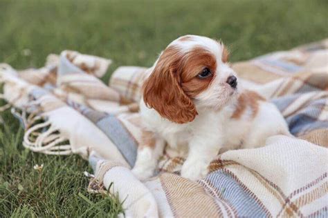 Cavalier King Charles Spaniel Price Complete Cost Guide