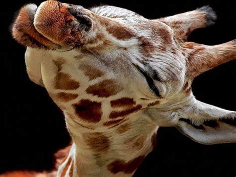 Giraffe 4k Wallpapers For Your Desktop Or Mobile Screen Free And Easy