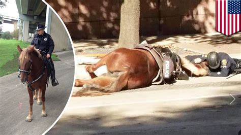 Cop Comforts Dying Patrol Horse After It Is Hit By A Truck Tomonews