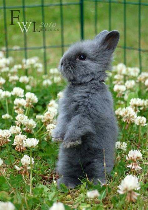 Baby Bunny Grey By Felill On Deviantart