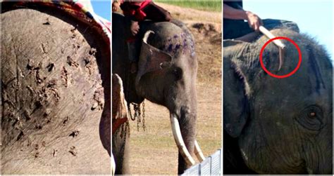 Disturbing Photos Of Elephant Abuse Warn Tourists In Thailand Not To