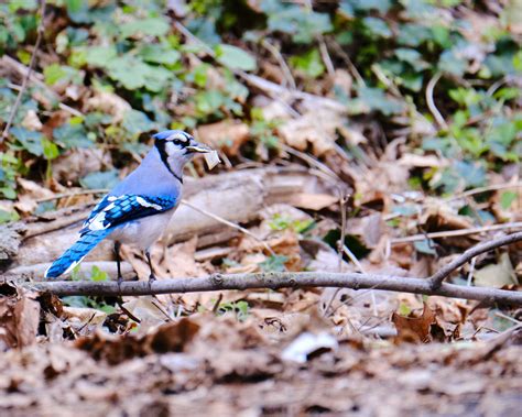 Blue Jay A Blue Jay Gathers Material For A Nest Ron Buening Ii Flickr