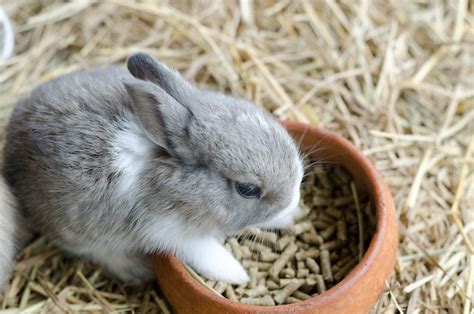 Read the following article to know every bit about these cute bunnies before getting them home. What to Consider When Adopting a Pet Bunny Rabbit