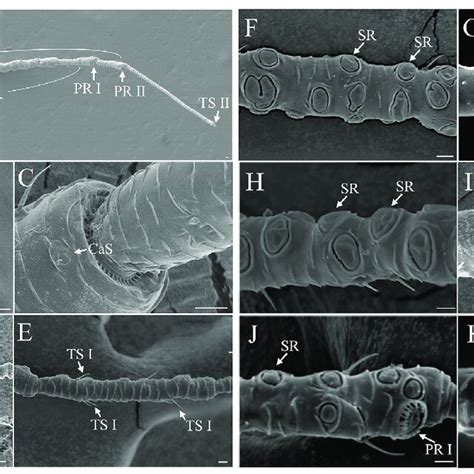 The Morphology Of Antennal Sensilla Or Rhinaria In Male Semiaphis Download Scientific Diagram