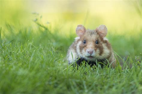 Adorable Black Bellied Hamster In A Green Grass Field Stock Image