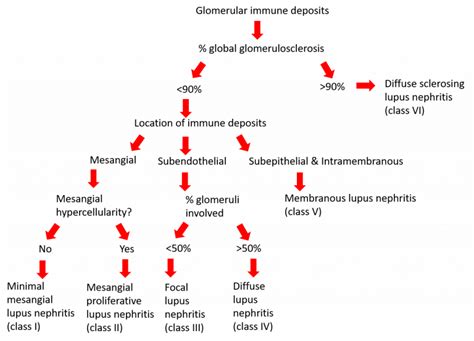 Sle Classification Of Lupus Nephritis Arkana Laboratories
