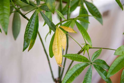 Reasons Why Indoor Plant Leaves Turn Yellow