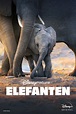 Elefanten - Film 2020 - FILMSTARTS.de