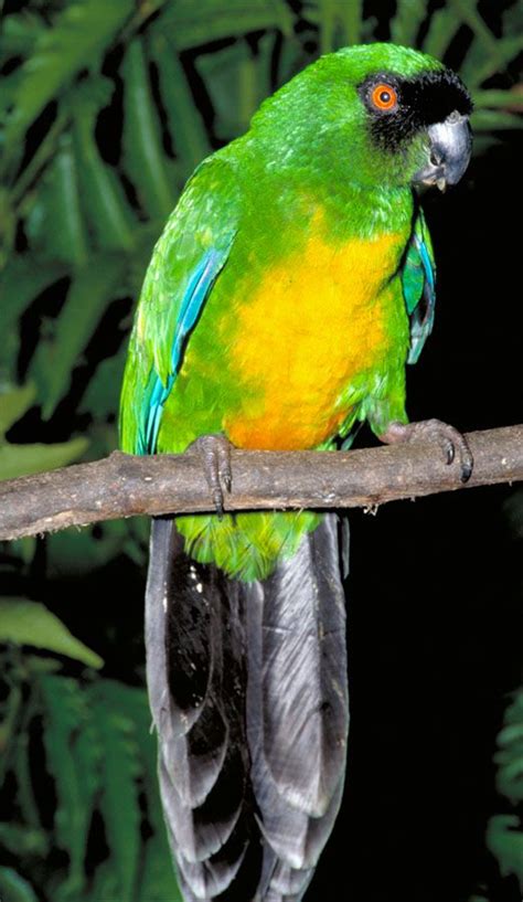 Masked Shining Parrot Prosopeia Personata Parkieten Papegaai Vogels
