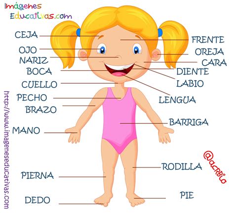 Partes Del Cuerpo En Castellano 2 Imagenes Educativas