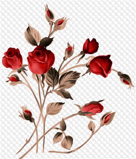 4 Psd 4 Png Red Roses Graphic With Transparent Background