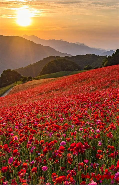 Saitama,Japan | Landscape photos, Nature photography, Mysterious places