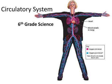 Circulatory System Ppt