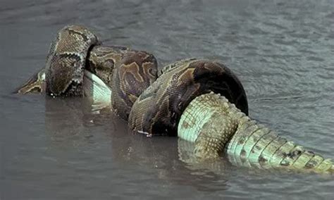 Green Anaconda Ular Terbesar Di Dunia Yang Lilitannya Bisa Bikin Buaya