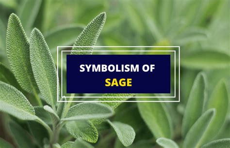 Sage Herb Meaning And Symbolism Symbol Sage