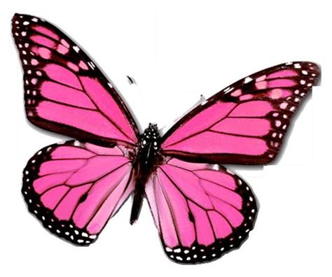 Pink Monarch Butterfly Butterflies Pinterest
