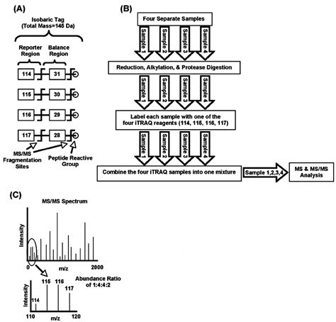 Protein Quantification Scheme Using Itraq Download Scientific Diagram