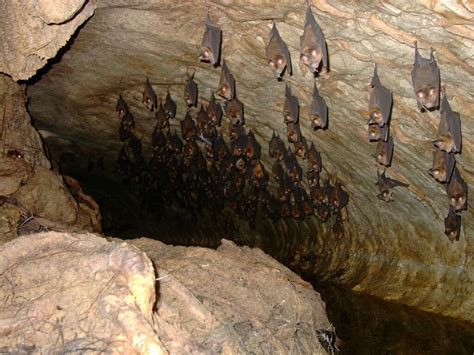 Small Cave Filled With Bats Cave Paintings Cave Drawings Native